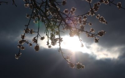 A l’ombre du coronavirus