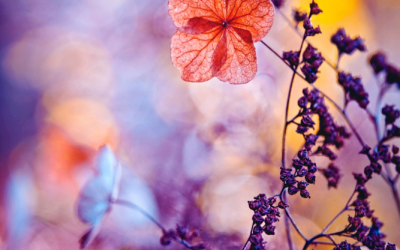 De la nécessité de la beauté