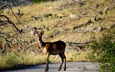 La 4ème voie du vivant : collaborer