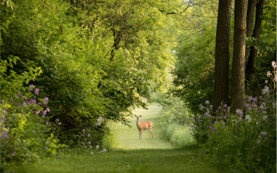 Oser une nouvelle voie du vivant : « marcher sa vie avec le subtil »