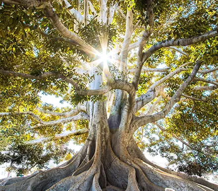 arbre